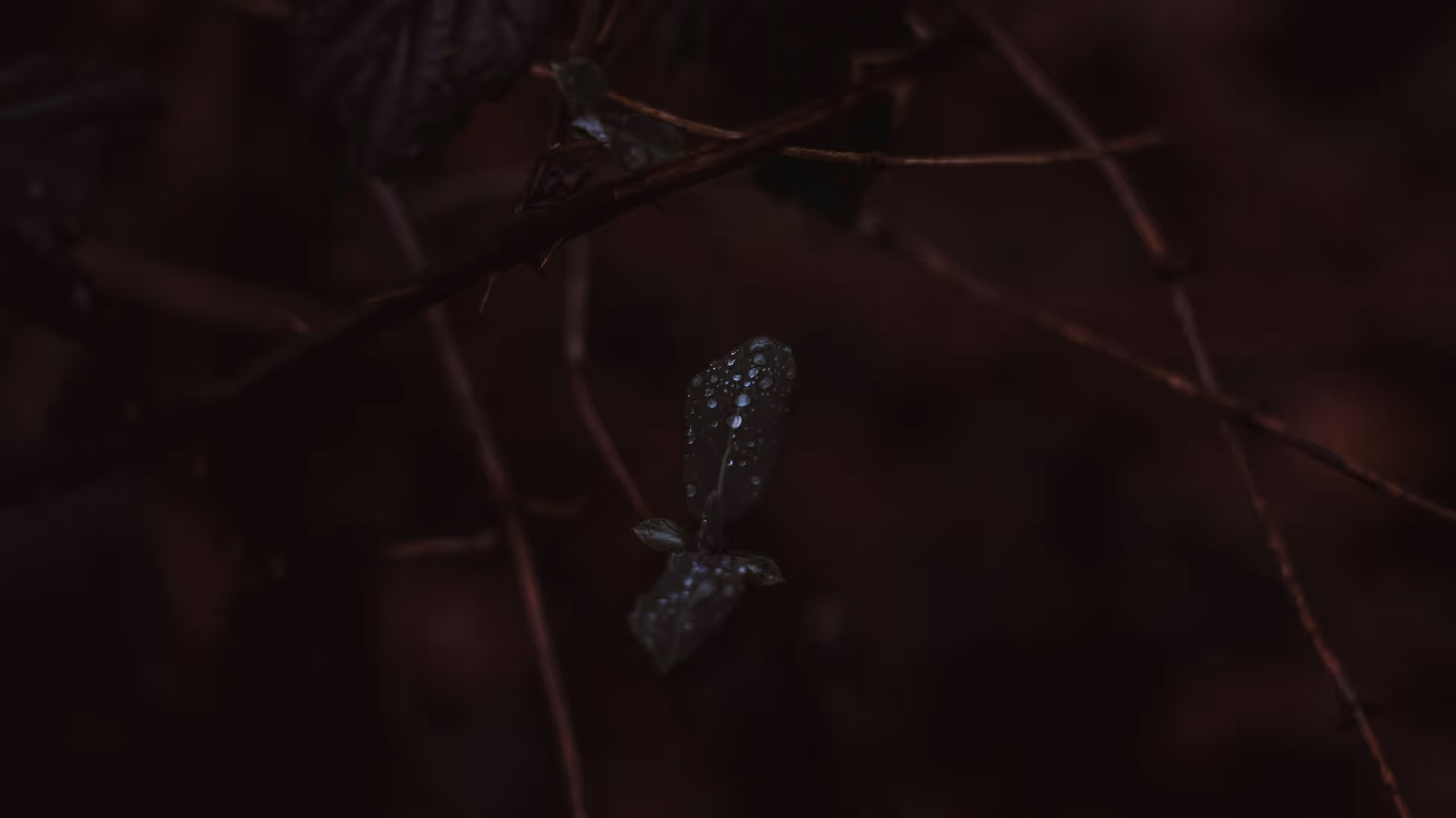 AstroVerse-Lorem ipsum dolor sit amet