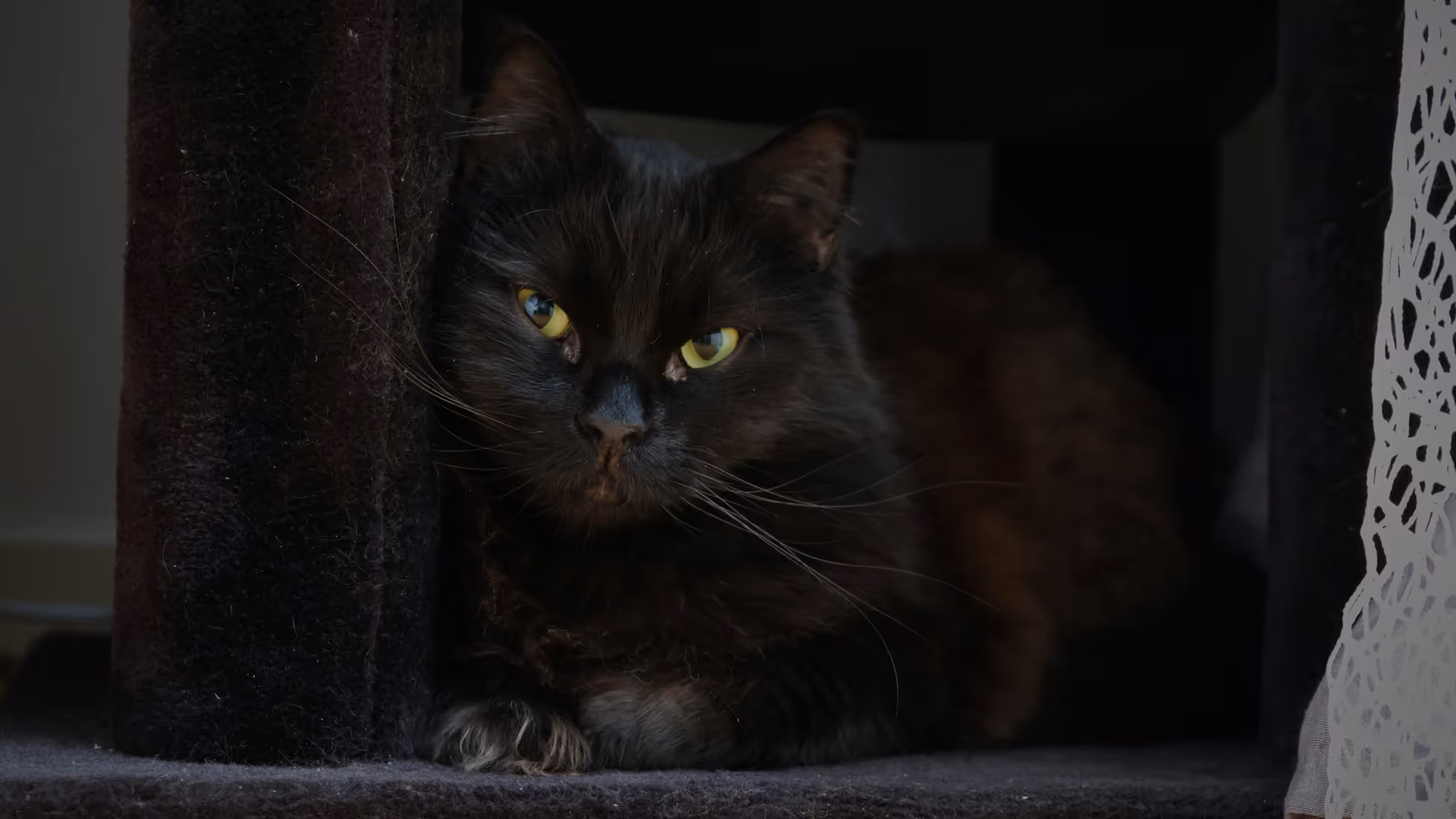 AstroVerse-Lorem ipsum dolor sit amet